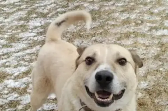 Пропала собака в поселке Старое Победилово, Казань