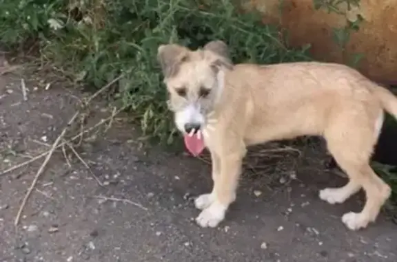 Пропала собака на улице 60 лет Октября, Ессентуки