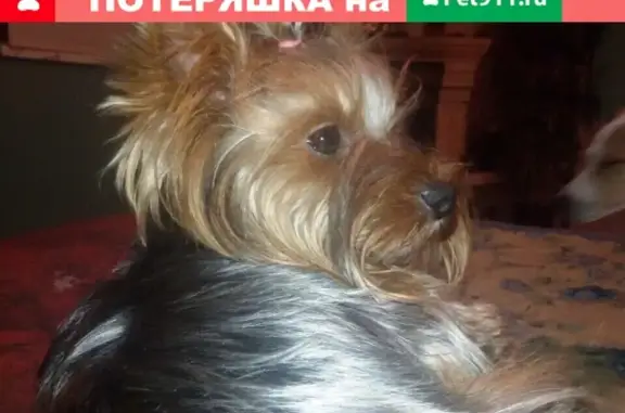 Пропала собака в Кобралово, Гатчинский район, Ленобласть