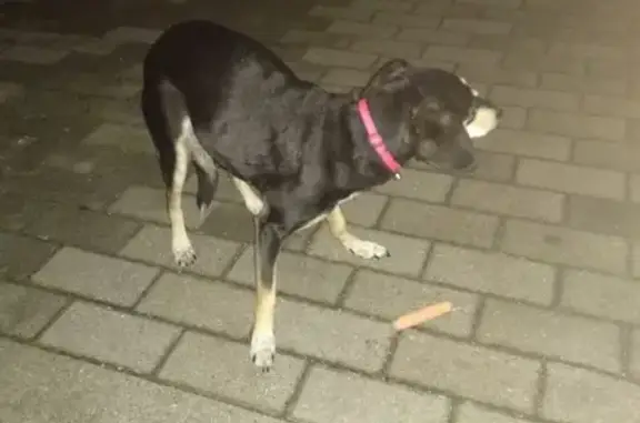 Найдена собака на улице Горького