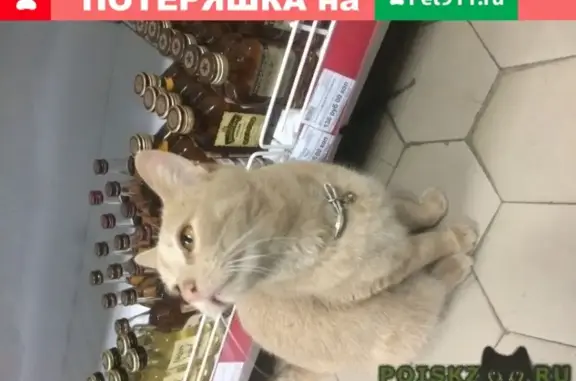 Найден кот в Новочеркасске, домашний и ласковый.