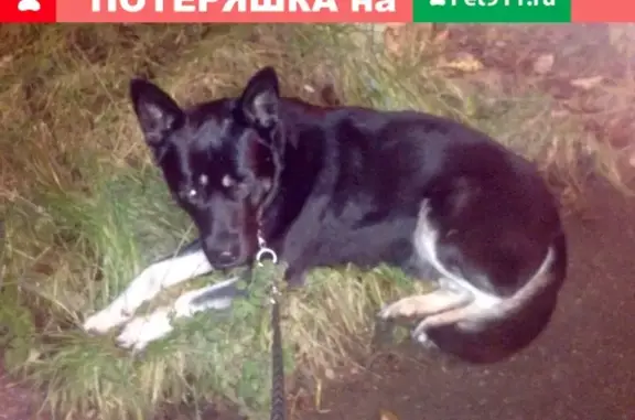 Найдена собака во Фрязино, ищет хозяина!