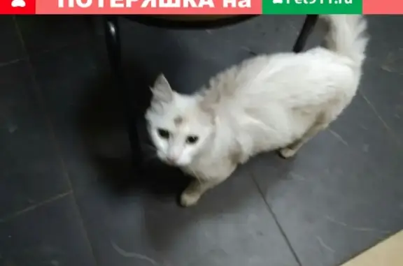 Найдена ласковая кошка на улице Первомайской в Электростали