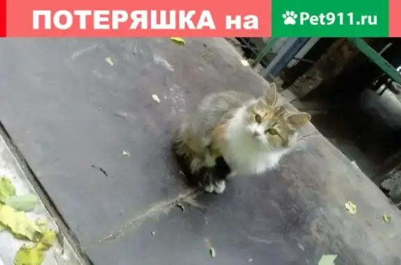 Пропали кошки в Ростове, вознаграждение!