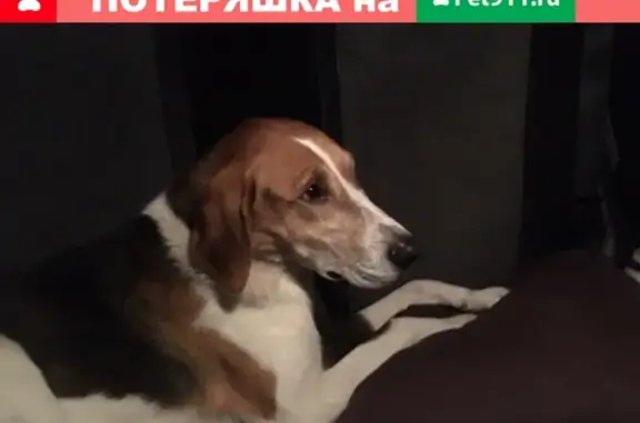 Найдена собака в Каслеи, деревня «Знаменка»