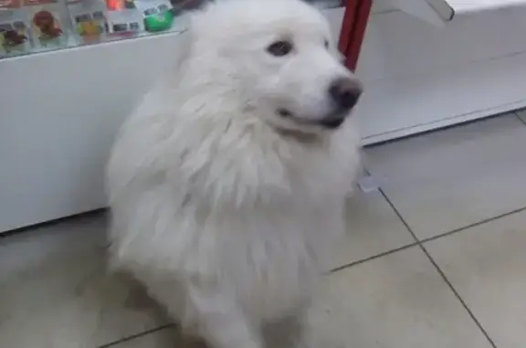 Найдена собака в районе Гагарина