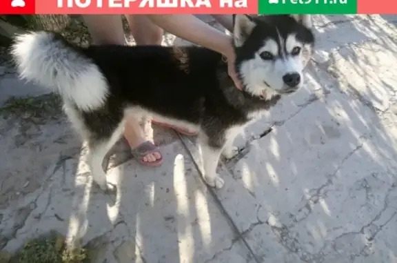 Найдена собака в Крымске. Телефон внутри.