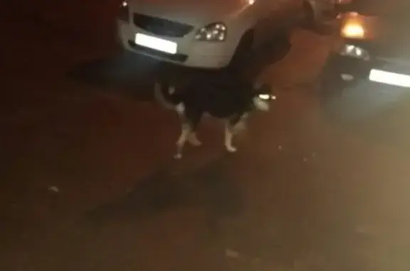 Найдена собака возле дома 68 на пр. Гагарина
