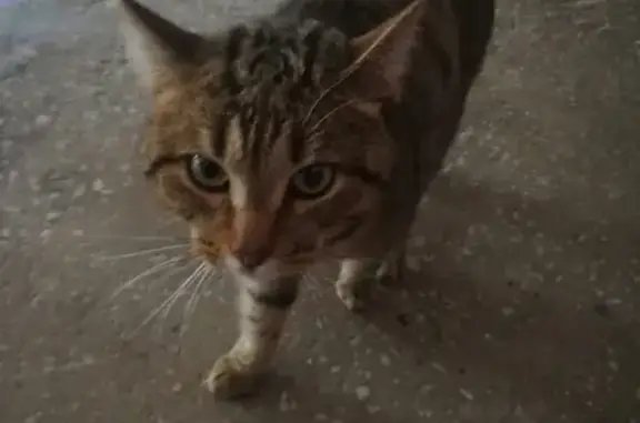 Найдена кошка на ул. Галиуллина, Магнитогорск