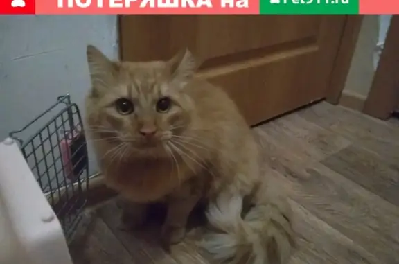 Найден кот на пр. Победы 195 в Череповце!