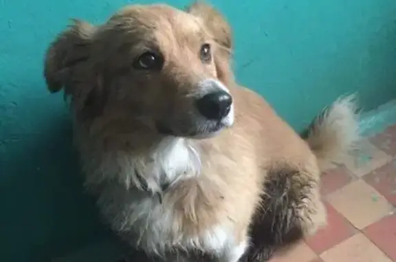 Найдена собака в Подольске, нужна помощь!