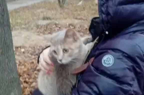 Найдена кошка на Маршала Еременко