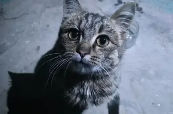 Найдена кошка на ул. Ульяна Громова 20, Кемерово