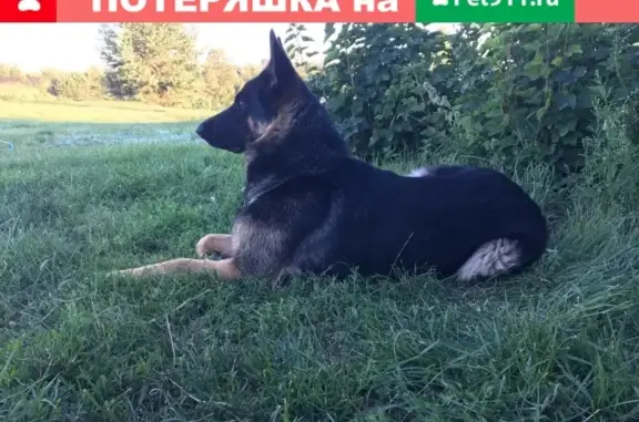 Собаки потеряшки, Кириллинский, фото: Потеряшка собака возле пос. Кириллинский, Самарская обл.