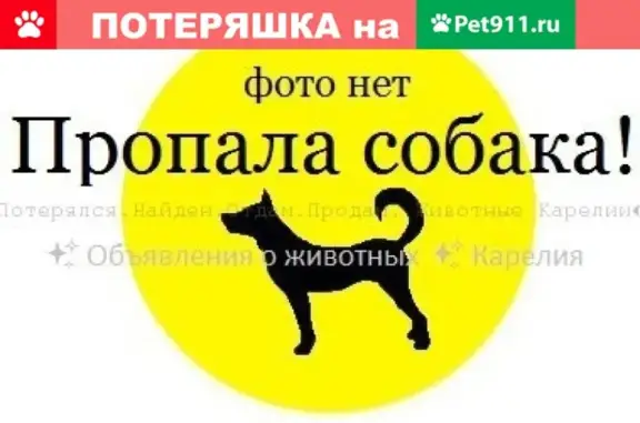 Пропала собака в Петрозаводске, Карелия