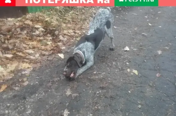 Найдена собака в Балашихе, Салтыковка