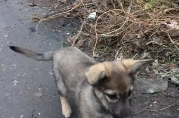 Пропал щенок возле базы Арсенал, Воронеж.