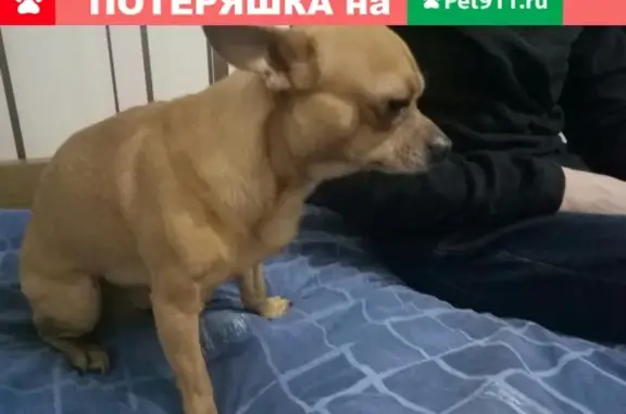 Найдена чипированная собака в Чебоксарах