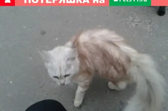 Найдена кошка в Володарском районе, ищу хозяина