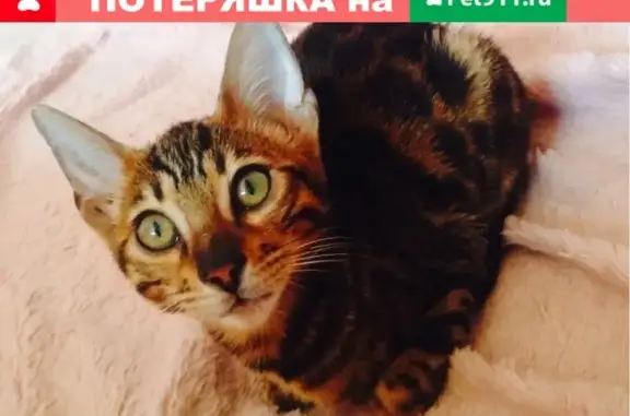 Найден бенгальский котик в Каменск-Уральском