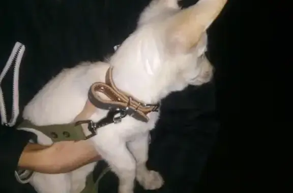 Найден белый щенок в Самаре с поводком и ошейником