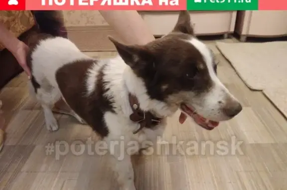 Найдена собака на улице Зорге