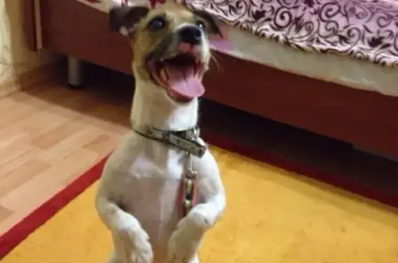 Найдена собака в Тюмени, ул. Энергетиков