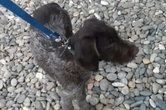 Найдена собака в зеленом ошейнике, ищу хозяина в Краснодаре
