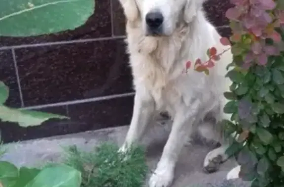 Пропала собака Дарси в Майском районе, Кабардино-Балкарская Республика