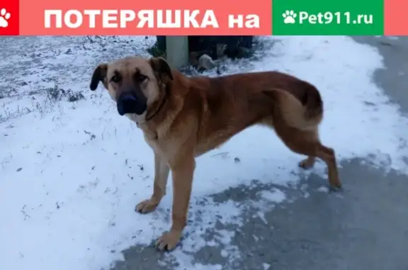 Найдена рыжая собака на ул. Победы