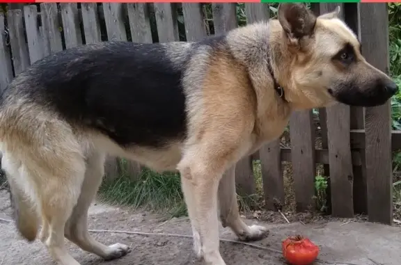 Пропала собака на ул. Советской Армии в Барнауле