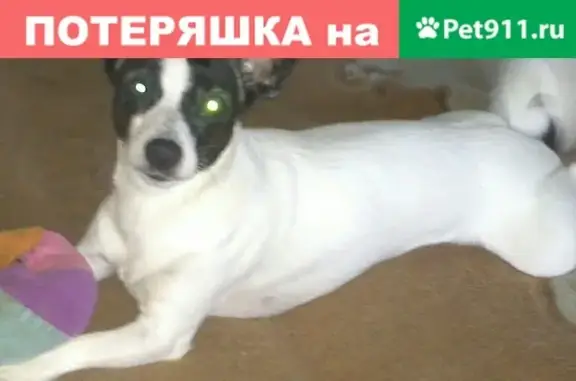 Собаки потеряшки, , фото: Потеряшка собака Рика в Ильинке, Татарстан