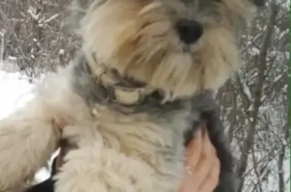 Пропала собака в Твери, район Мамулино, вознаграждение за информацию