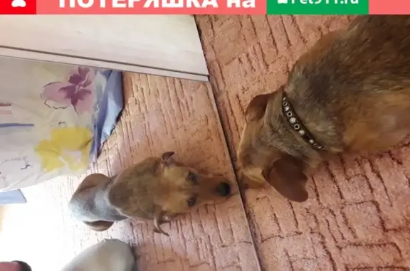 Найдена собака на ул. Ленина, Александров, Владимирская обл.