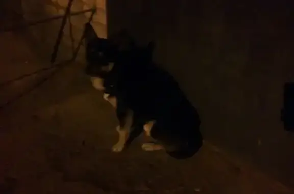 Найдена собака на 2-ом Краснофлотском переулке в Смоленске