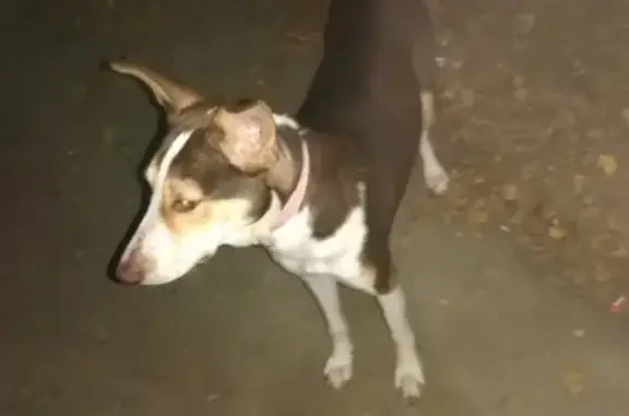 Найдена собака в Невинномысске.