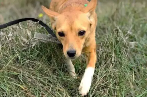 Пропала собака Хлоя в районе парка Шевченко, Симферополь