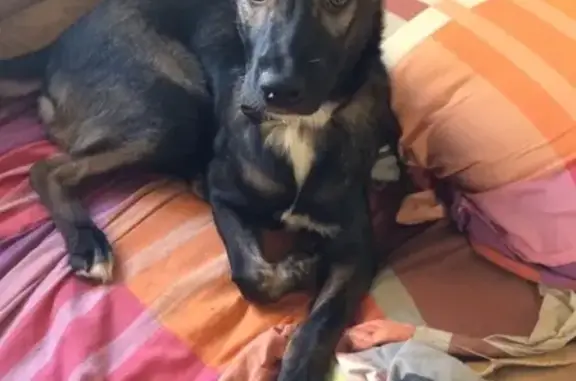 Собаки потеряшки, Ульяновск, фото: Потеряшка собака Нора в УАЗ, вознаграждение