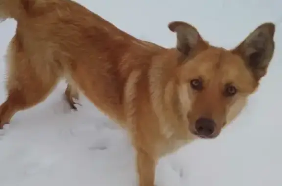 Найдена собака Стрелка в Лесосибирске