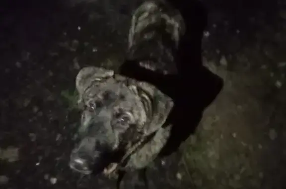 Найдена собака в деревне Верховье, Калужская обл.