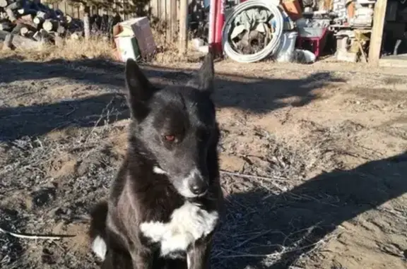Найдена собака на озере Шакша, нужна помощь