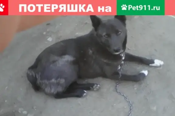 Пропала собака Джеки в Чите, вознаграждение