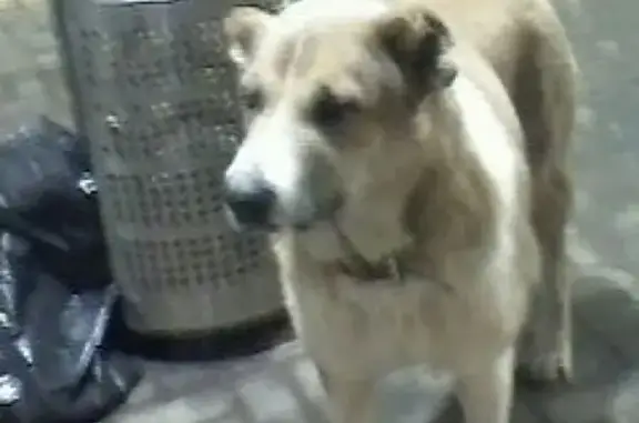 Собака найдена в Подольске, ищем хозяина!