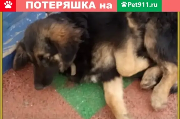 Собака с сломанной лапой на ул. 43-й Армии, Подольск