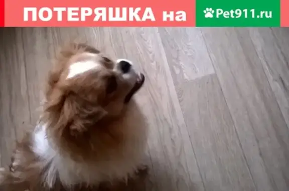 Найдена собака в районе Северного рынка, Саранск