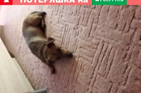 Найдена собака на ул. Ленина в г. Александрове