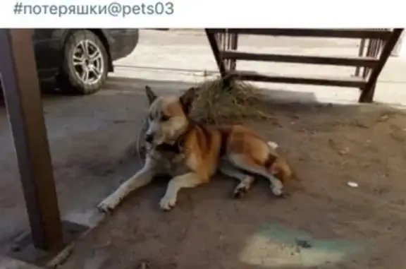 Пропала собака Марли в Улан-Удэ, Бурятия