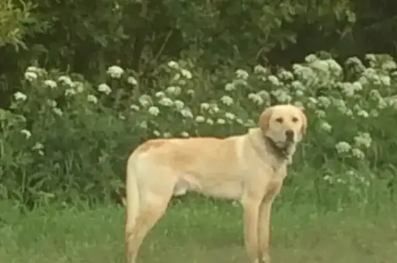 Найдена собака в Дуброво, Владимирская область.