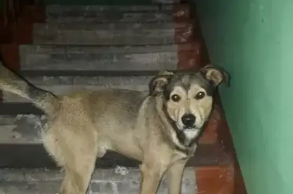 Пропала собака Кузя в Норильске, нужна помощь!