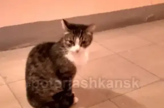Найден домашний кот на улице Одоевского